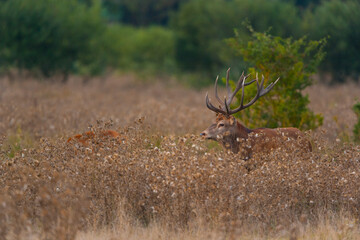 RED DEER - CIERVO COMUN O ROJO (Cervus elaphus)