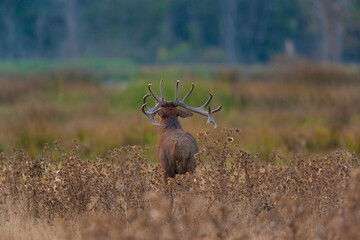 Fototapeta premium RED DEER - CIERVO COMUN O ROJO (Cervus elaphus)