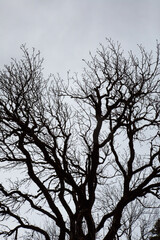 Blooming branch of pear