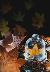 autumn still life with yellow leaves. yellow leaf under a glass cover surrounded by leaves, pine cones and dry rowan berries. glass cover with a levitating yellow leaf