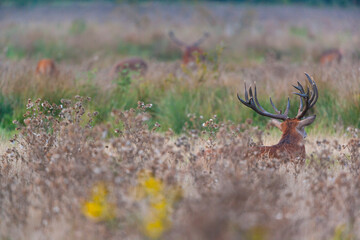 RED DEER - CIERVO COMUN O ROJO (Cervus elaphus)