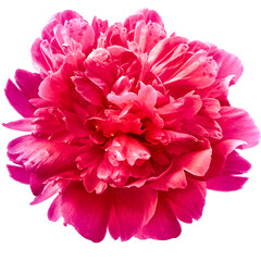 pink peony flower on a white isolated background with clipping path.  For design.  Closeup.  Nature.