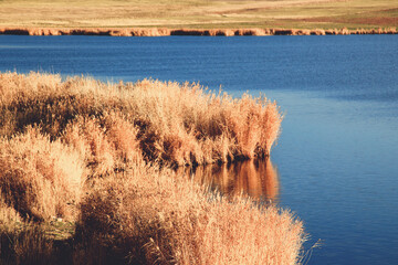 Yellow reeds in the autumn at a salt lake in southern Russia