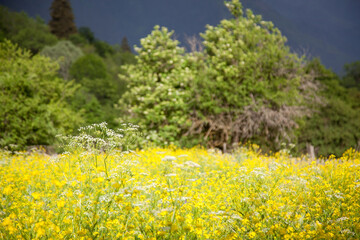 yellow field of flowers in the mountains in the Western Caucasus