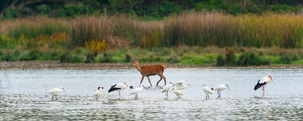 SPOONBILL - ESPATULA COMUN (Platalea leucorodia), RED DEER - CIERVO COMUN O ROJO (Cervus elaphus)