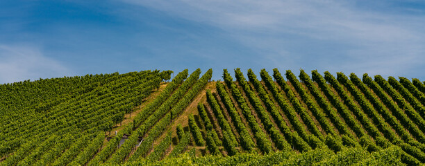 Fototapeta premium Weinberge, Weinanbau, grüne Bäume am Horizont in Baden Württemberg in Deutschland 