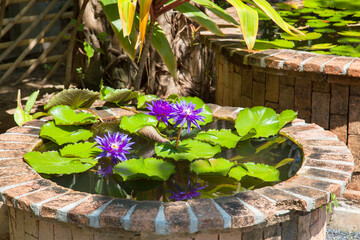 Purple water lilies at the Botanical garden in Thailand