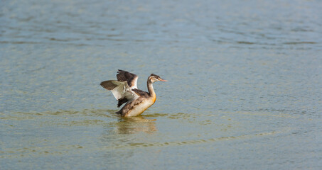 GREAT CRESTED GREBE - SOMORMUJO LAVANCO (Podiceps cristatus)