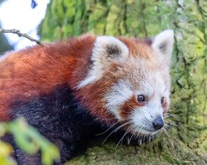 red panda in tree