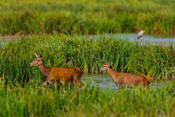 RED DEER - CIERVO COMUN O ROJO (Cervus elaphus)