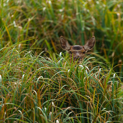 RED DEER - CIERVO COMUN O ROJO (Cervus elaphus)