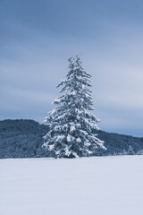fir in winter