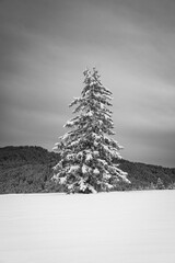 snowy fir