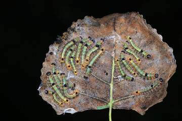 The larvae of moths are covered with bristles and look terrible