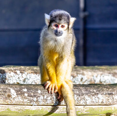 
squirrel monkey in a tree