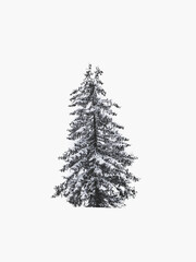 foggy fir