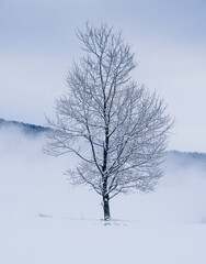 Fototapeta na wymiar foggy tree