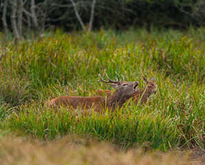 RED DEER - CIERVO COMUN O ROJO (Cervus elaphus)