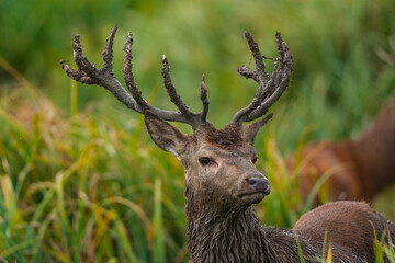RED DEER - CIERVO COMUN O ROJO (Cervus elaphus)
