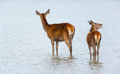 RED DEER - CIERVO COMUN O ROJO (Cervus elaphus)