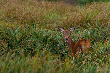 RED DEER - CIERVO COMUN O ROJO (Cervus elaphus)