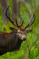 Obraz premium RED DEER - CIERVO COMUN O ROJO (Cervus elaphus)