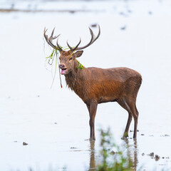 RED DEER - CIERVO COMUN O ROJO (Cervus elaphus)