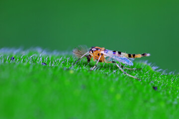 Chironomid males inhabit wild plants, North China