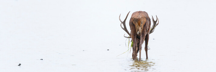 RED DEER - CIERVO COMUN O ROJO (Cervus elaphus)