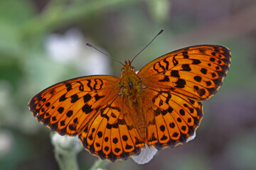 Blackberry Brentisi butterfly / Brenthis daphne
