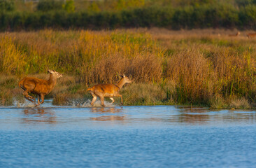 RED DEER - CIERVO COMUN O ROJO (Cervus elaphus)