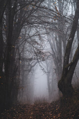 Obraz premium fog in the dark forest