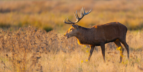 RED DEER - CIERVO COMUN O ROJO (Cervus elaphus)