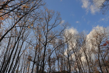 森の中の秋空
