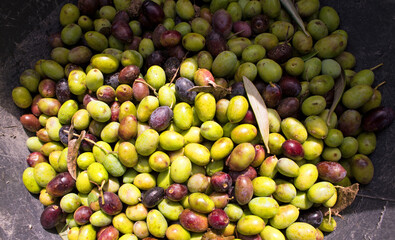  taggiasca  olives 
