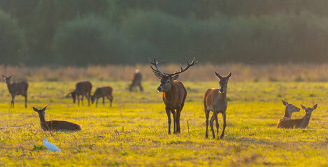 RED DEER - CIERVO COMUN O ROJO (Cervus elaphus)