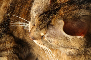 tabby cat portrait

portret van cyperse kat - Powered by Adobe