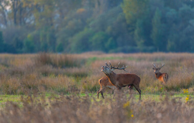 RED DEER - CIERVO COMUN O ROJO (Cervus elaphus)