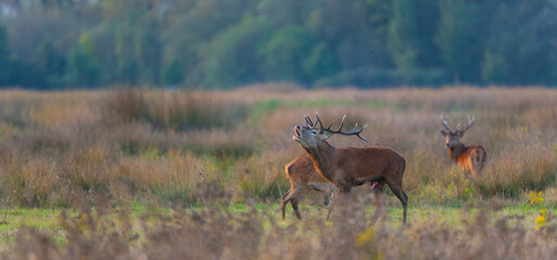 RED DEER - CIERVO COMUN O ROJO (Cervus elaphus)