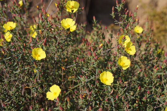 Yellow Rock Rose (Halimium calycinum)
