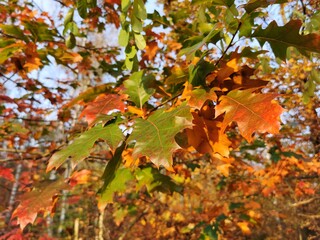 Branches of red oak with red leaves (Quercus rubra).