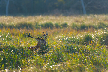 RED DEER - CIERVO COMUN O ROJO (Cervus elaphus)