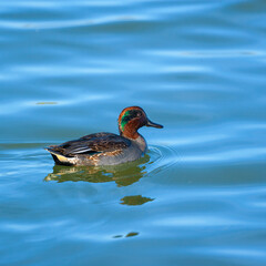 EURASIAN TEAL - CERCETA COMUN (Anas crecca)