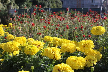 Flowered garden - Yellow flowers and red roses in Spring - blossom time
