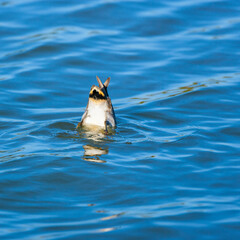 EURASIAN TEAL - CERCETA COMUN (Anas crecca)