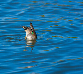 EURASIAN TEAL - CERCETA COMUN (Anas crecca)