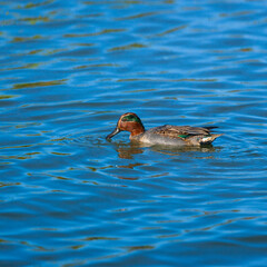 EURASIAN TEAL - CERCETA COMUN (Anas crecca)