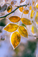 Pożółkłe liście zmrożone, pokryte lodem i śniegiem na jasnym tle w trakcie początku mroźniej zimy - obrazy, fototapety, plakaty