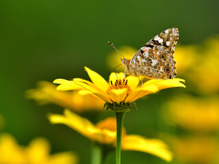 花畑で黄色い花の蜜を吸う蝶