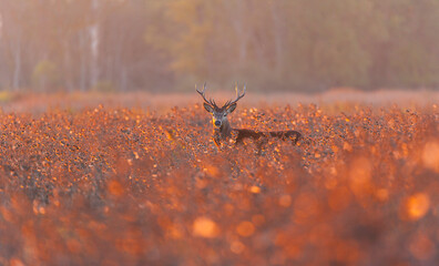 RED DEER - CIERVO COMUN O ROJO (Cervus elaphus)
